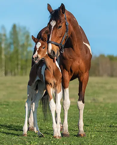 Gestion de reproduction